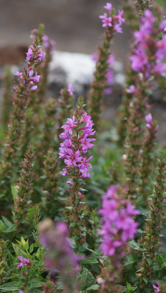 Lythrum salicaria 'Robin' - Blut-Weiderich