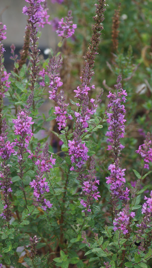 Lythrum salicaria 'Morden Pink' - Blut-Weiderich