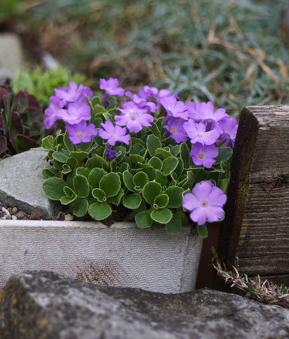 Primula x miniera 'Stradbrook Dream' - Allionis Primel