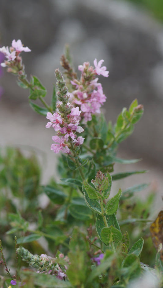 Lythrum salicaria 'Blush' - Blut-Weiderich