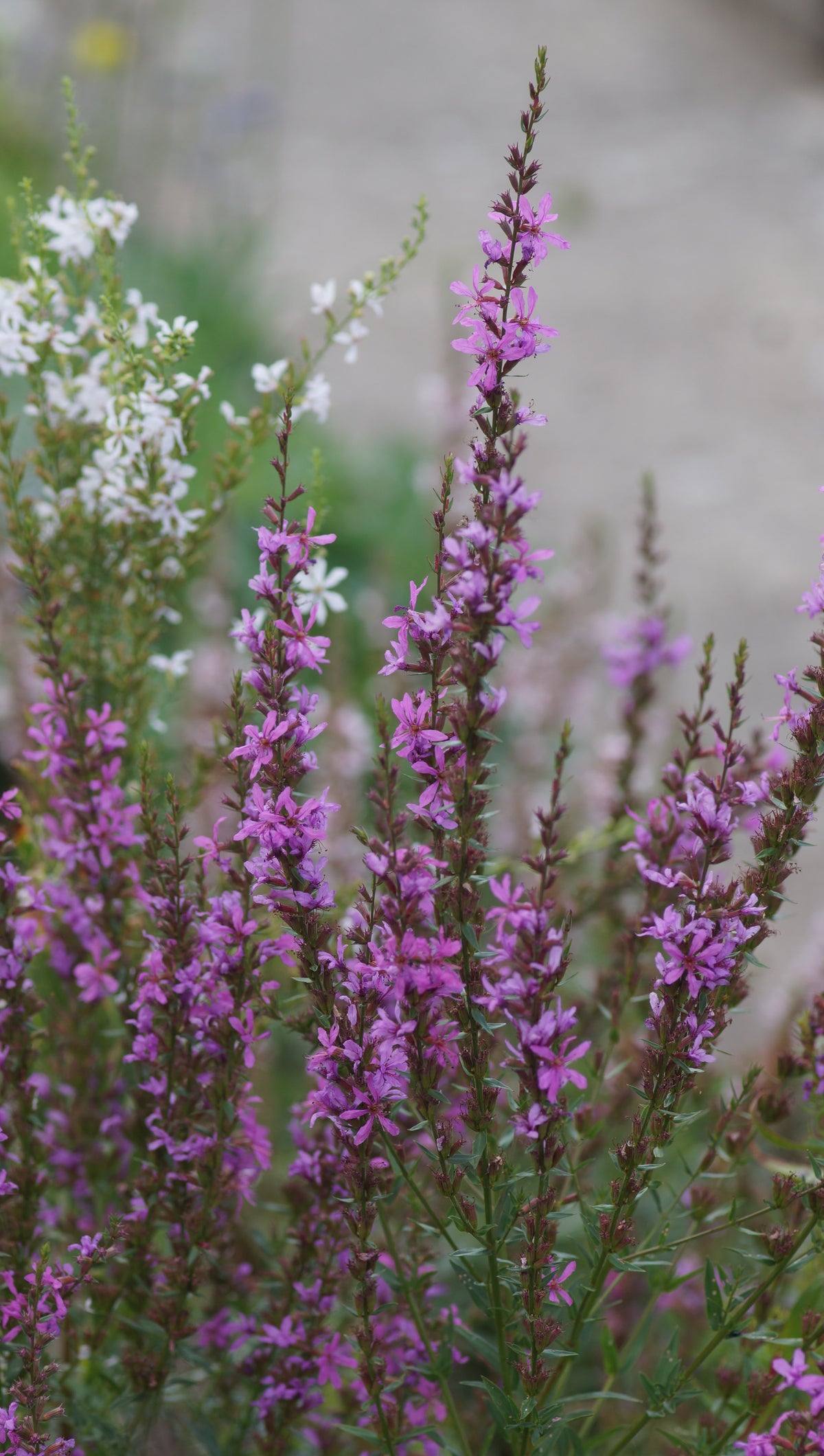 Lythrum virgatum 'Swirl' - Ruten-Weiderich