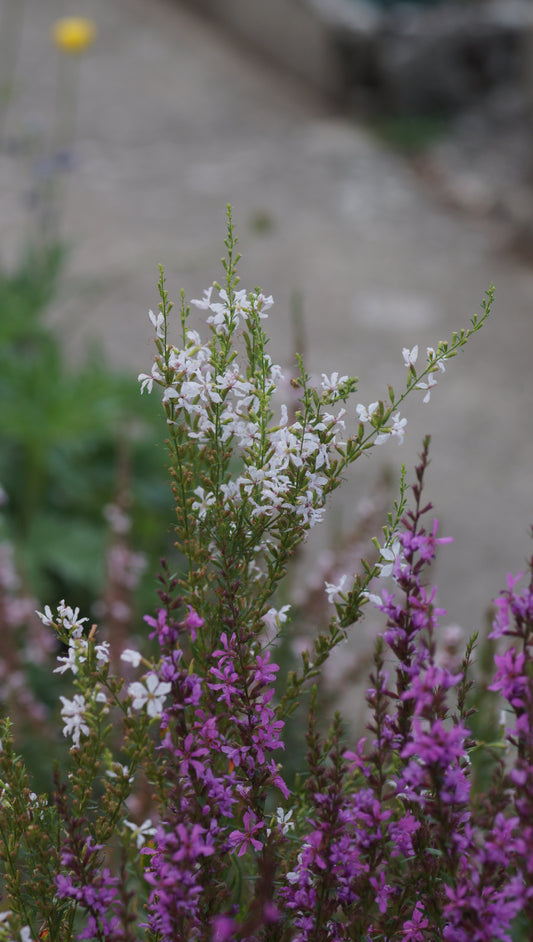 Lythrum virgatum 'White Swirl' - Ruten-Weiderich