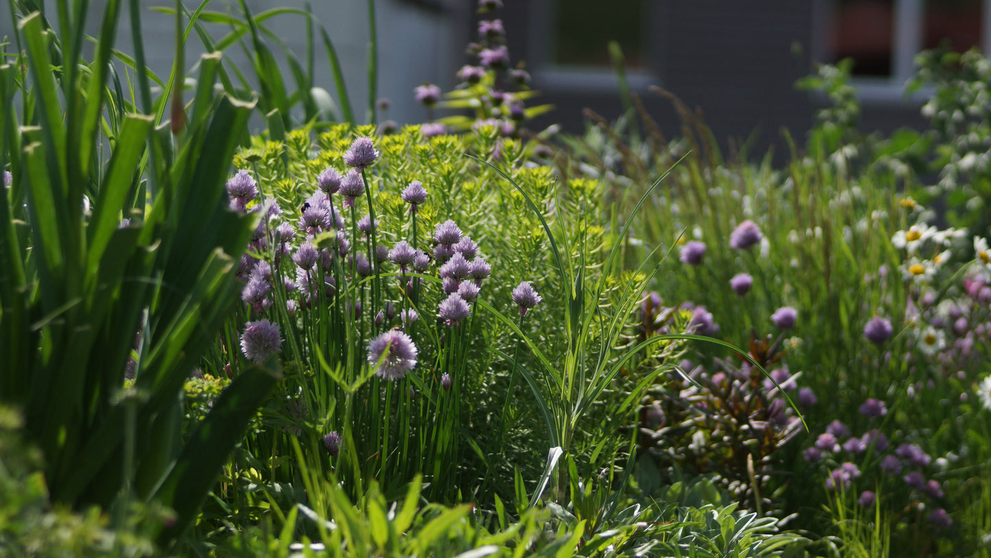 Allium schoenoprasum - Schnitt-Lauch