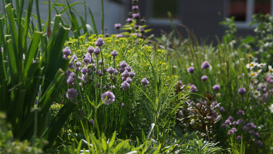 Allium schoenoprasum - Schnitt-Lauch