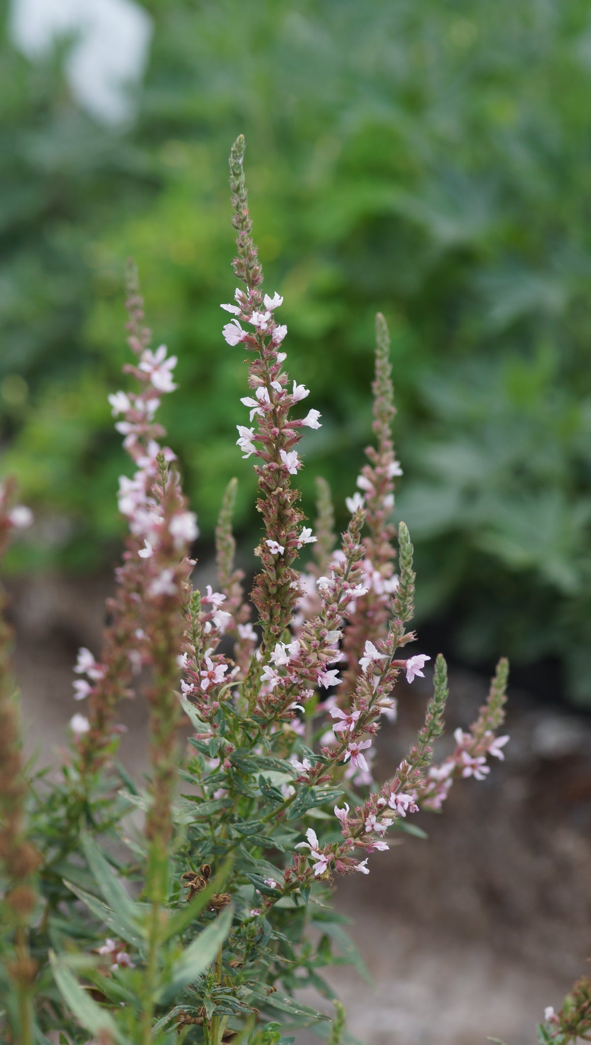 Lythrum salicaria 'JS Pink Tails' - Blut-Weiderich