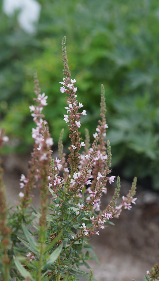Lythrum salicaria 'JS Pink Tails' - Blut-Weiderich
