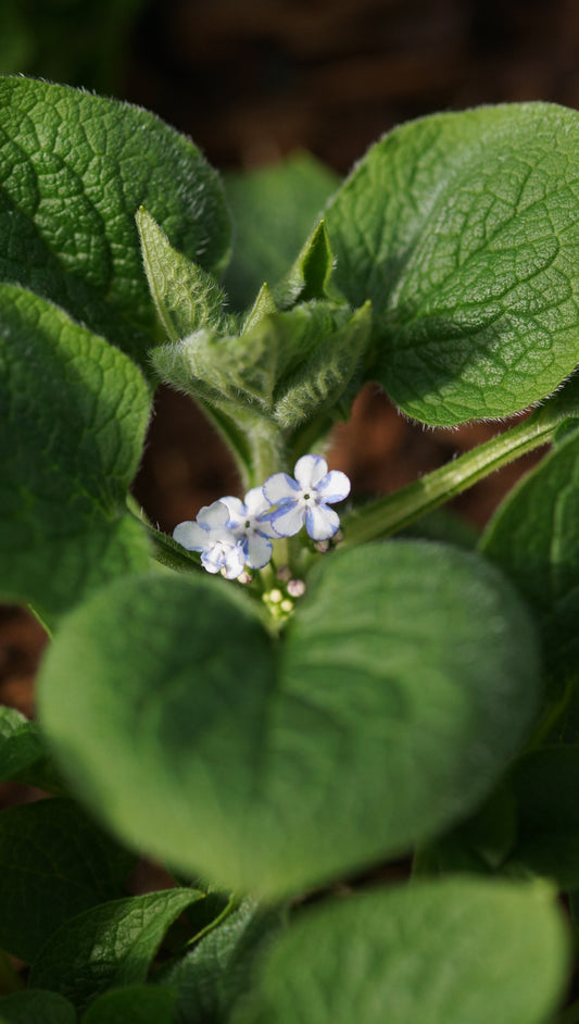 Brunnera macrophylla 'Jennifer' - Kaukasusvergissmeinnicht