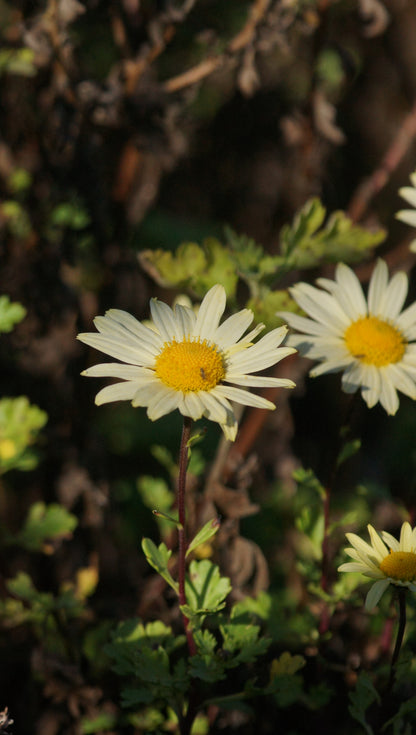 Arctanthemum arcitcum 'Schwefelglanz' - Grönlandmargerite