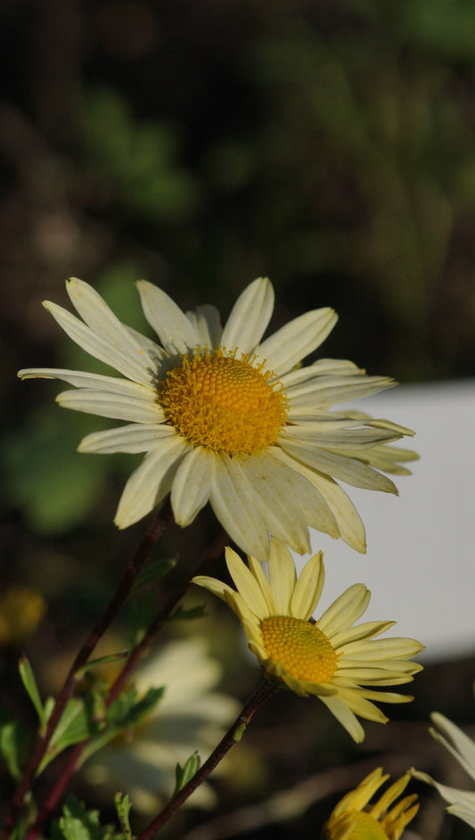 Arctanthemum arcitcum 'Schwefelglanz' - Grönlandmargerite