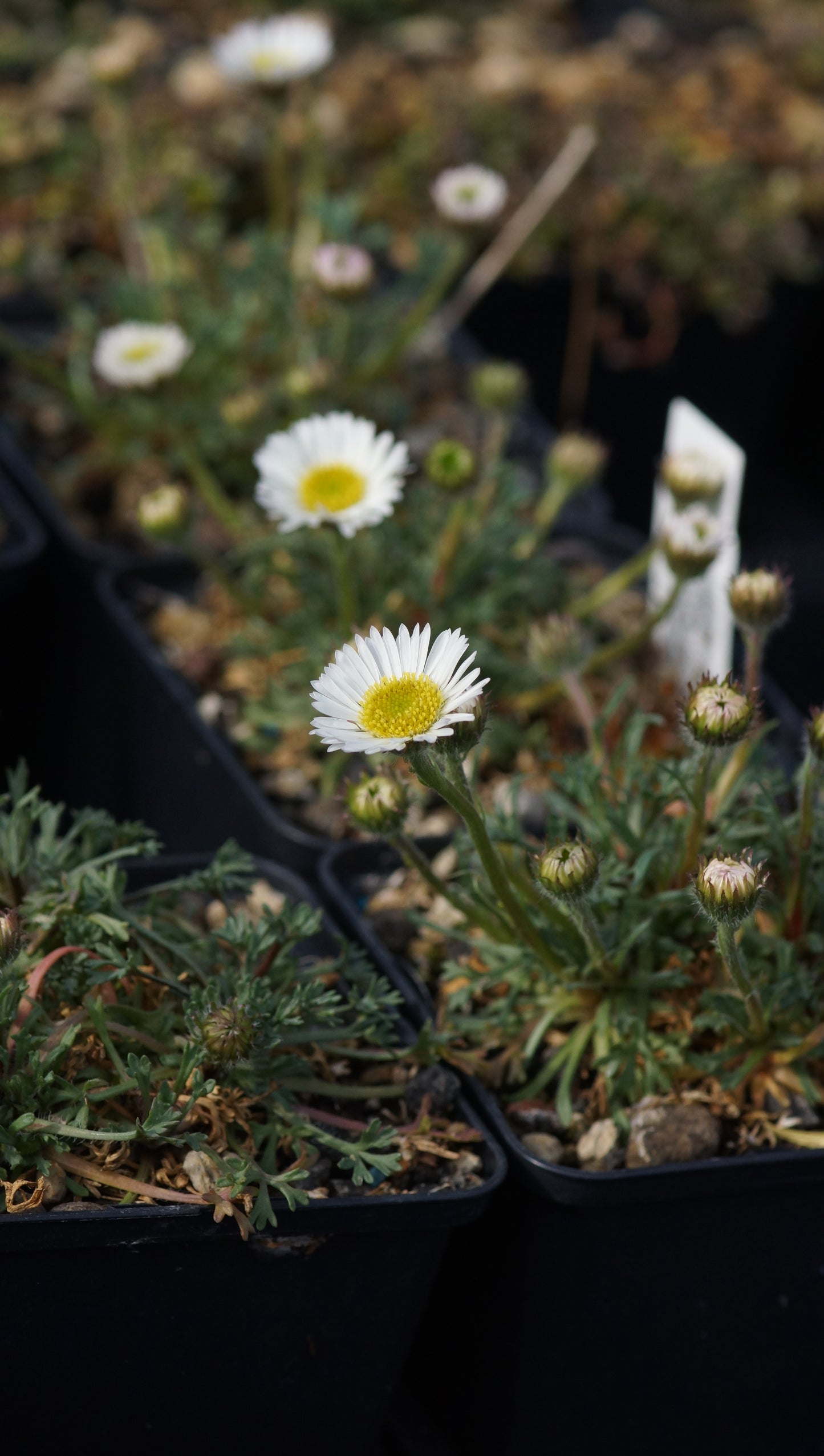 Erigeron compositus - Vielgestaltiges Berufskraut