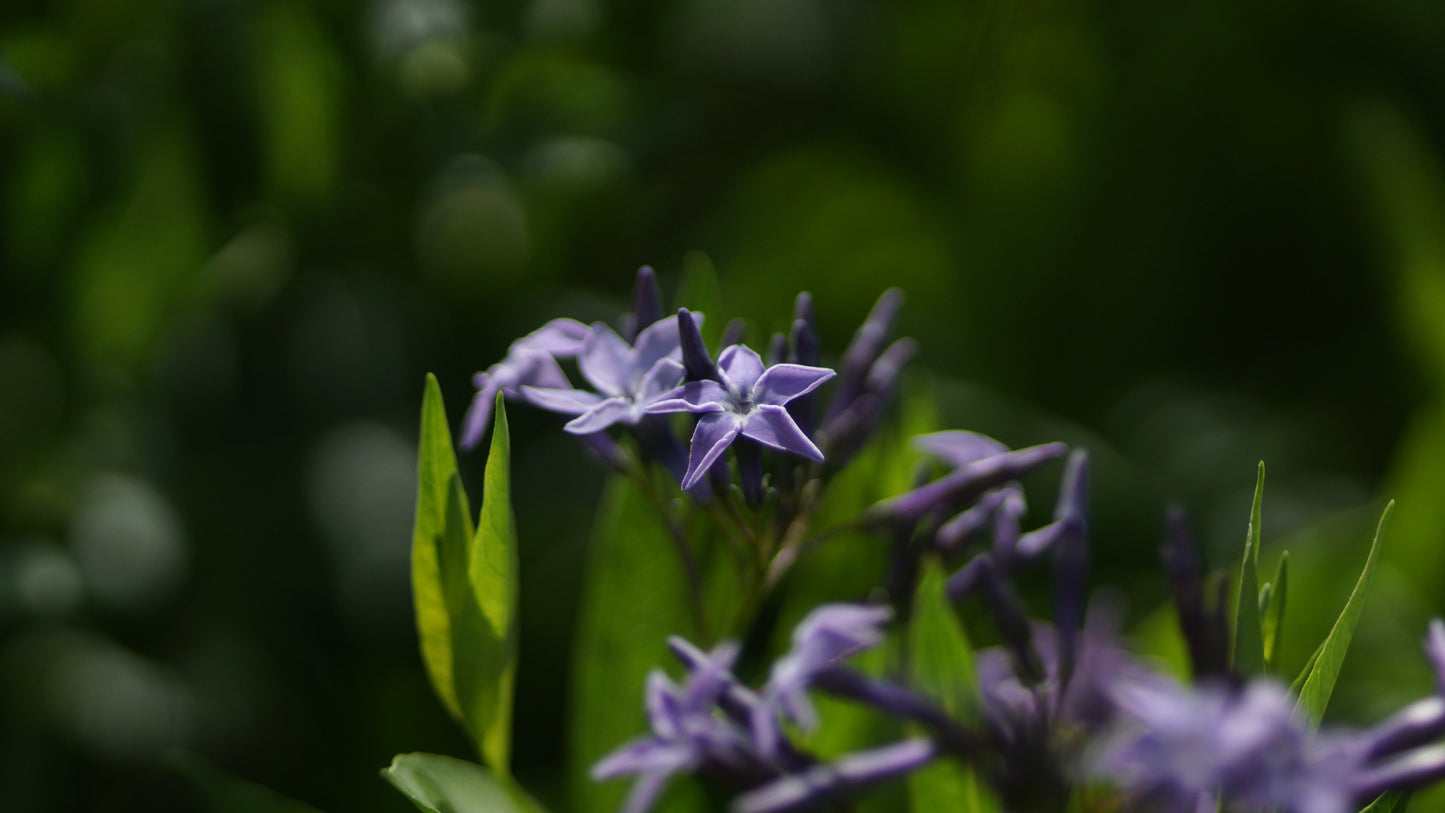 Amsonia tabernaemontana x montana 'Blue Ice' - Blausternbusch
