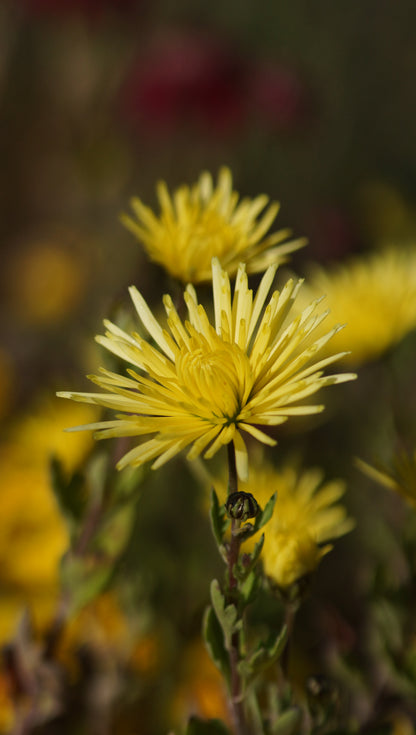 Chrysanthemum Indicum-Hybride 'Satelitte' - Garten-Chrysantheme