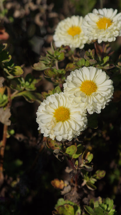 Chrysanthemum Indicum-Hybride 'Poesie' - Herbst-Chrysantheme