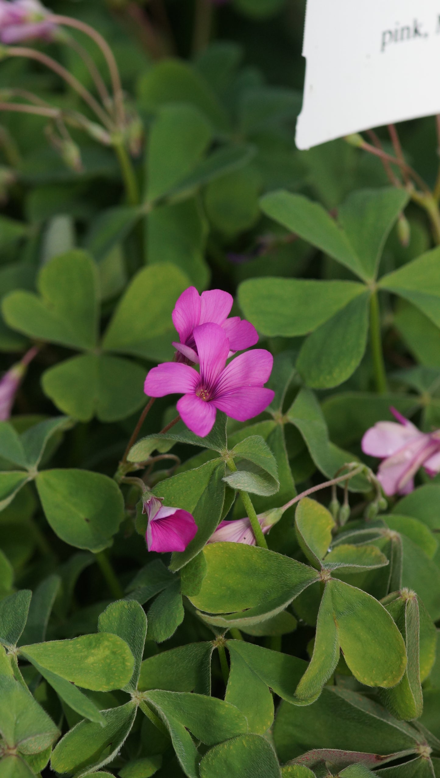 Oxalis articulata var. rubra - Rosa Sauerklee