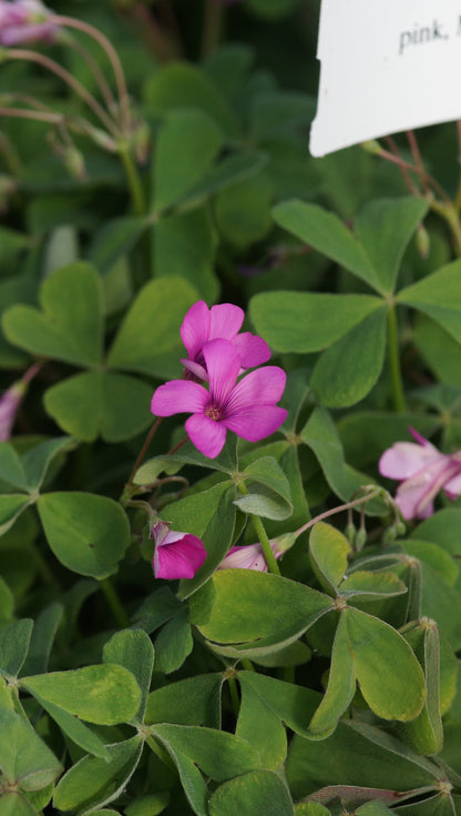 Oxalis articulata var. rubra - Rosa Sauerklee