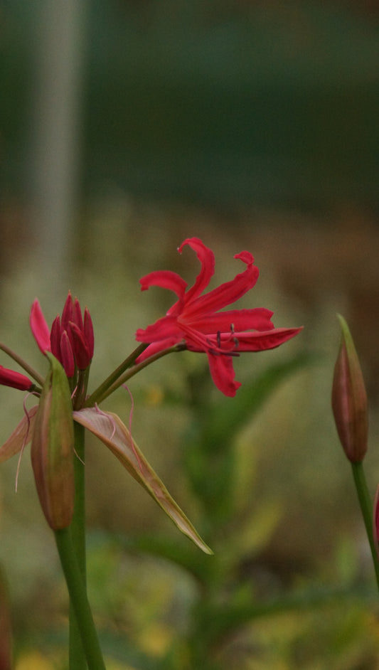 Nerine bowdenii 'Pearls of Cherry' - Guernseylilie