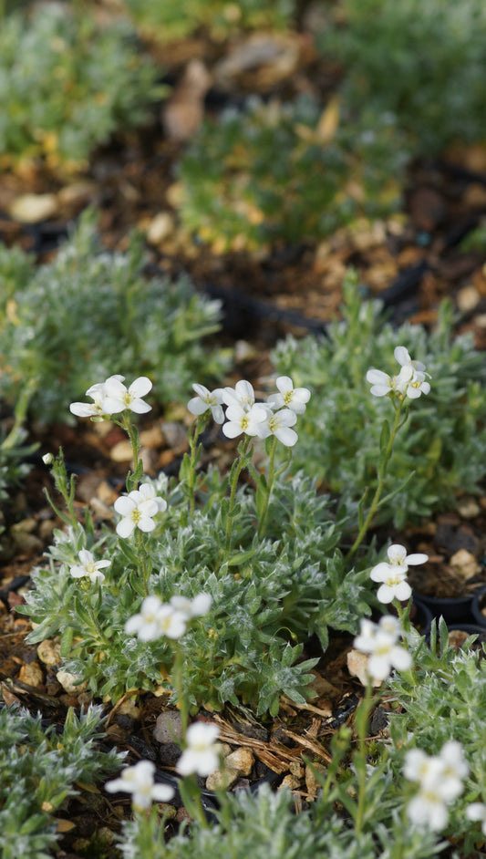 Arabis androsace - Mannsschild-Gänsekresse