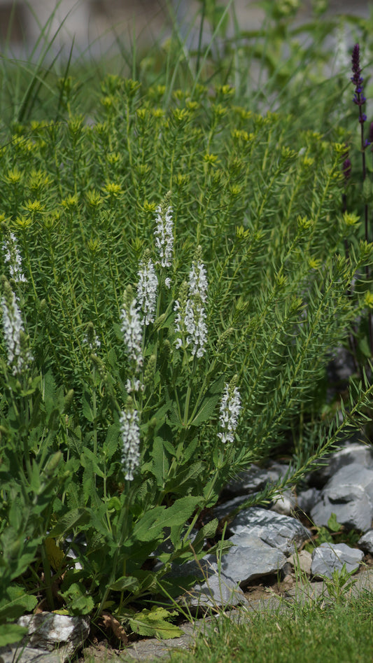 Salvia nemorosa 'Schneehügel' - Steppen-Salbei