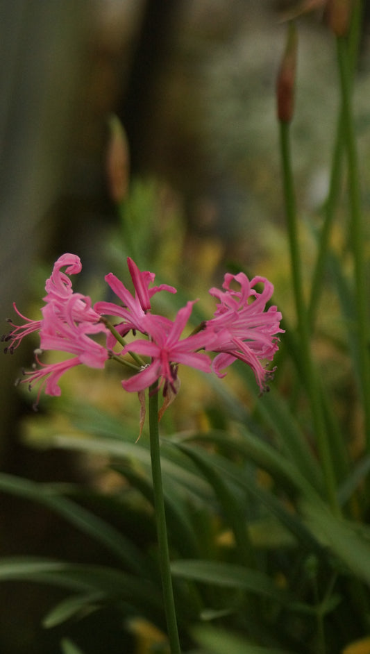 Nerine bowdenii 'Isabel' - Guernseylilie