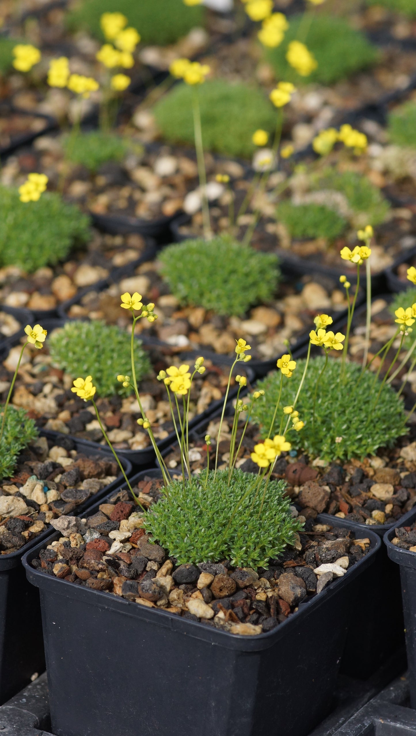 Draba bryoides var. imbricata - Kaukasisches Hungerblümchen