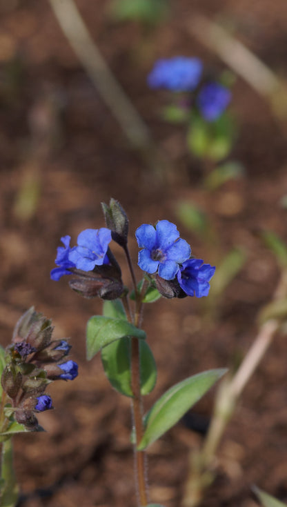 Pulmonaria Hybride 'Blue Ensing' - Lungenkraut