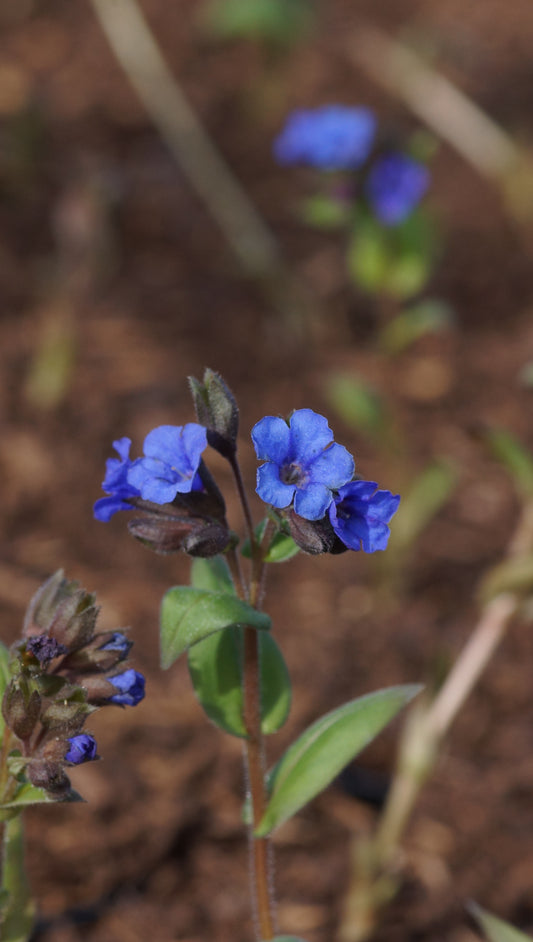 Pulmonaria Hybride 'Blue Ensing' - Lungenkraut