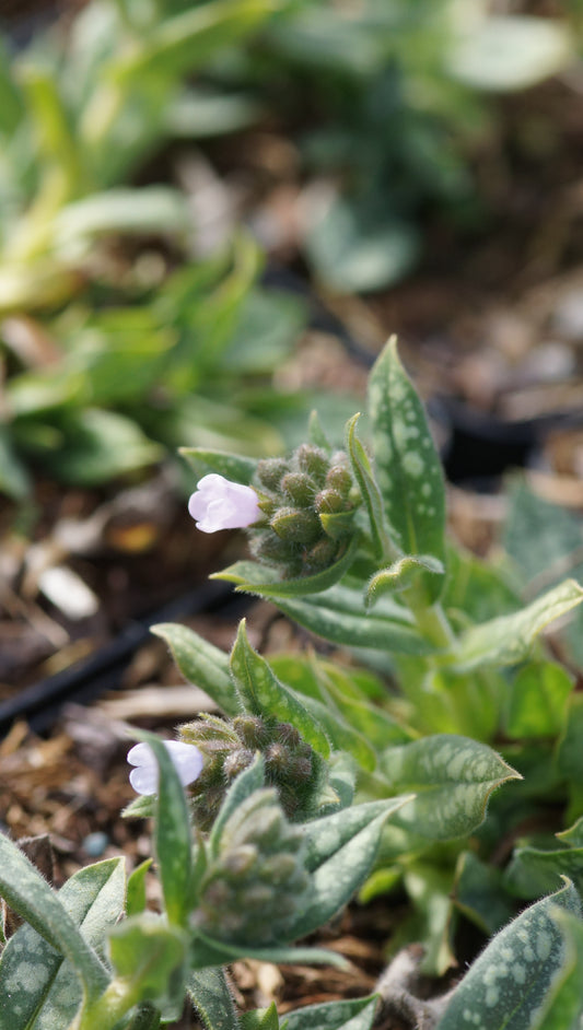 Pulmonaria saccharata 'Opal' - Geflecktes Lungenkraut