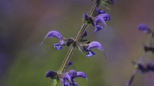 Salvia pratensis - Wiesen-Salbei