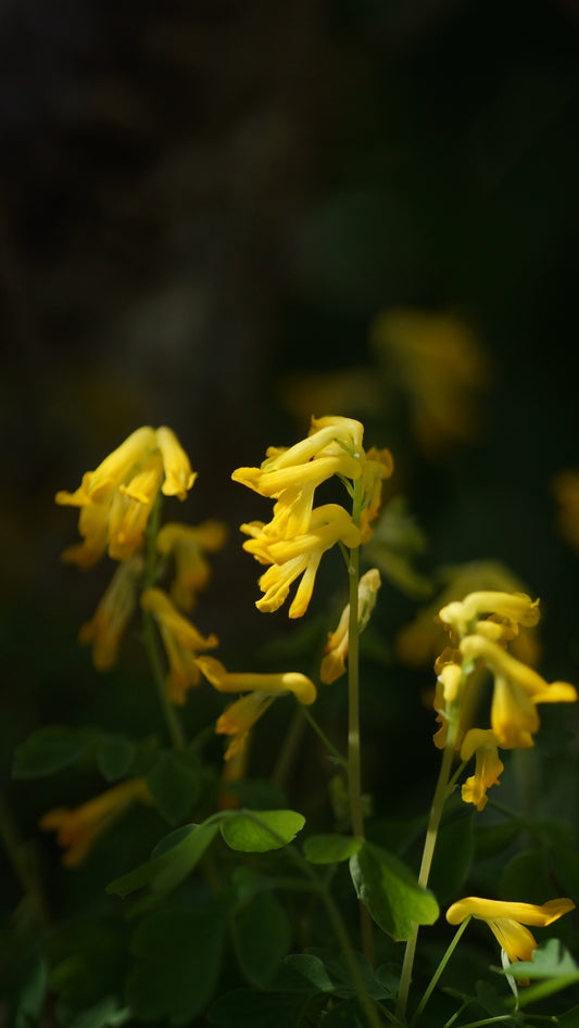 Corydalis lutea (Syn. Pseudofumaria lutea) - Gelber Lerchensporn