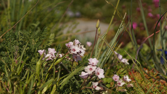 Erodium absinthoides var. amanum - Reiherschnabel