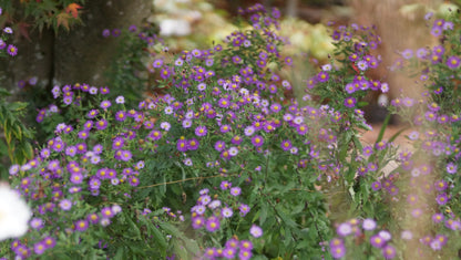 Aster ageratoides 'Ezo Murasaki' - Wild-Aster