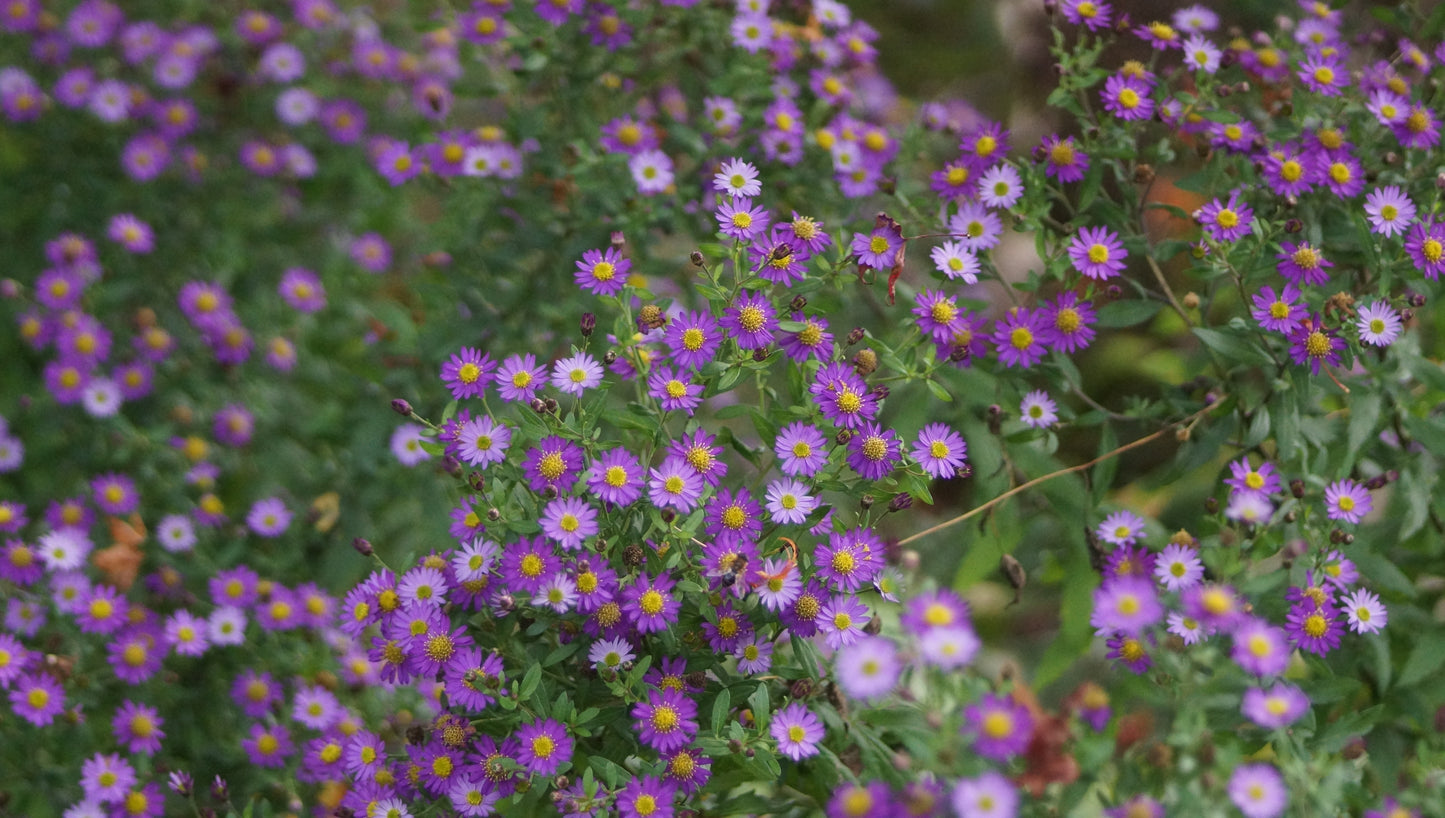 Aster ageratoides 'Ezo Murasaki' - Wild-Aster