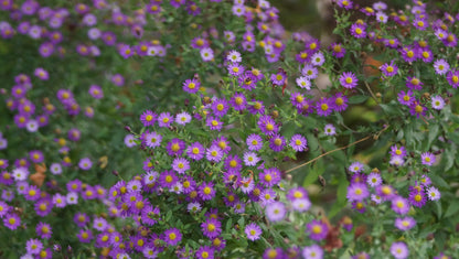 Aster ageratoides 'Ezo Murasaki' - Wild-Aster