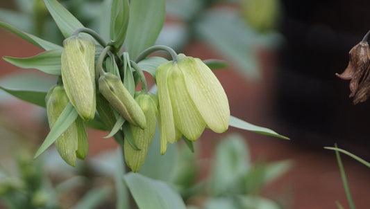 Fritillaria pallidiflora - Blassblühende Schachbrettblume