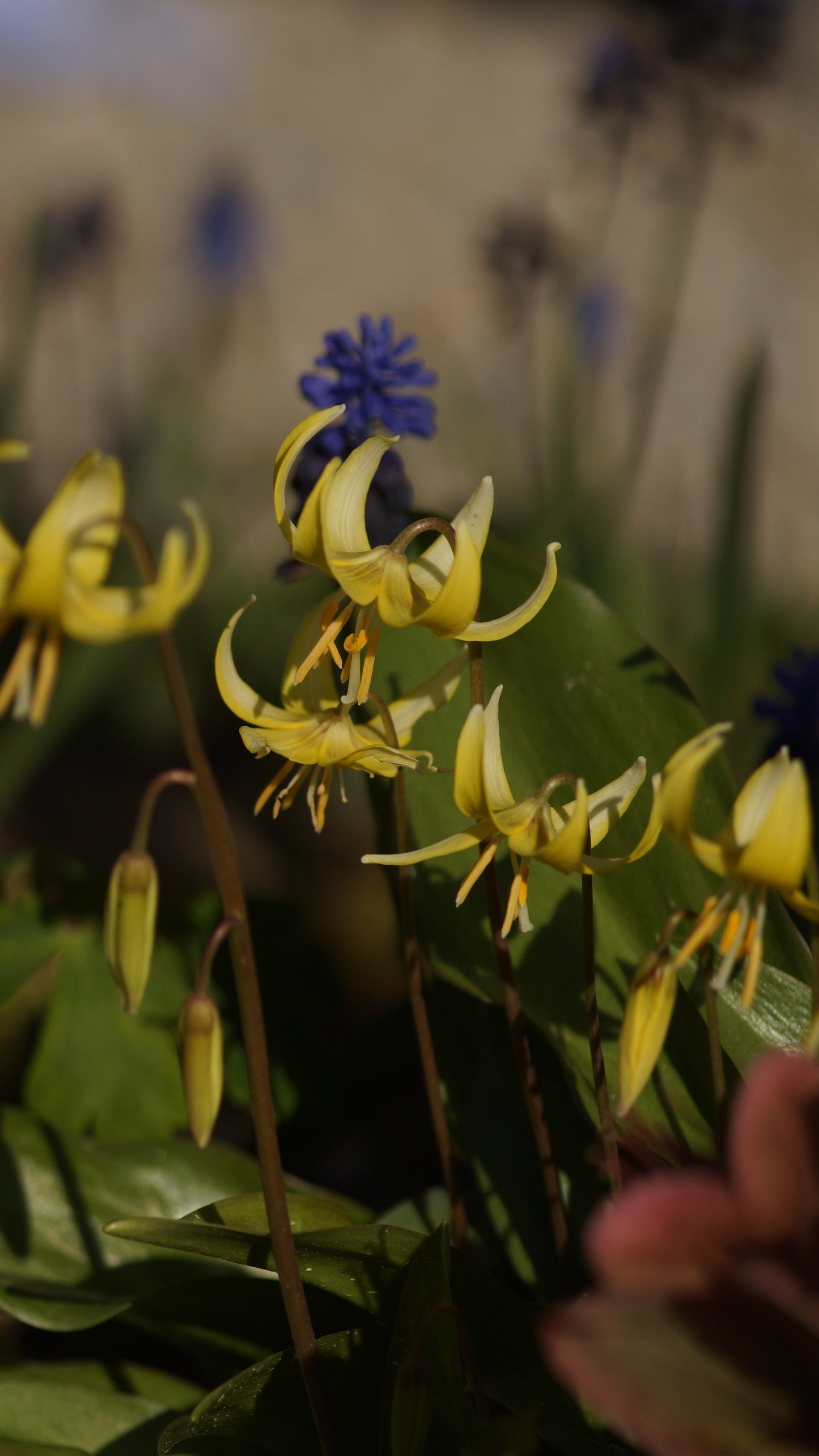 Erythronium revolutum 'Pagoda' - Hunds-Zahnlilie