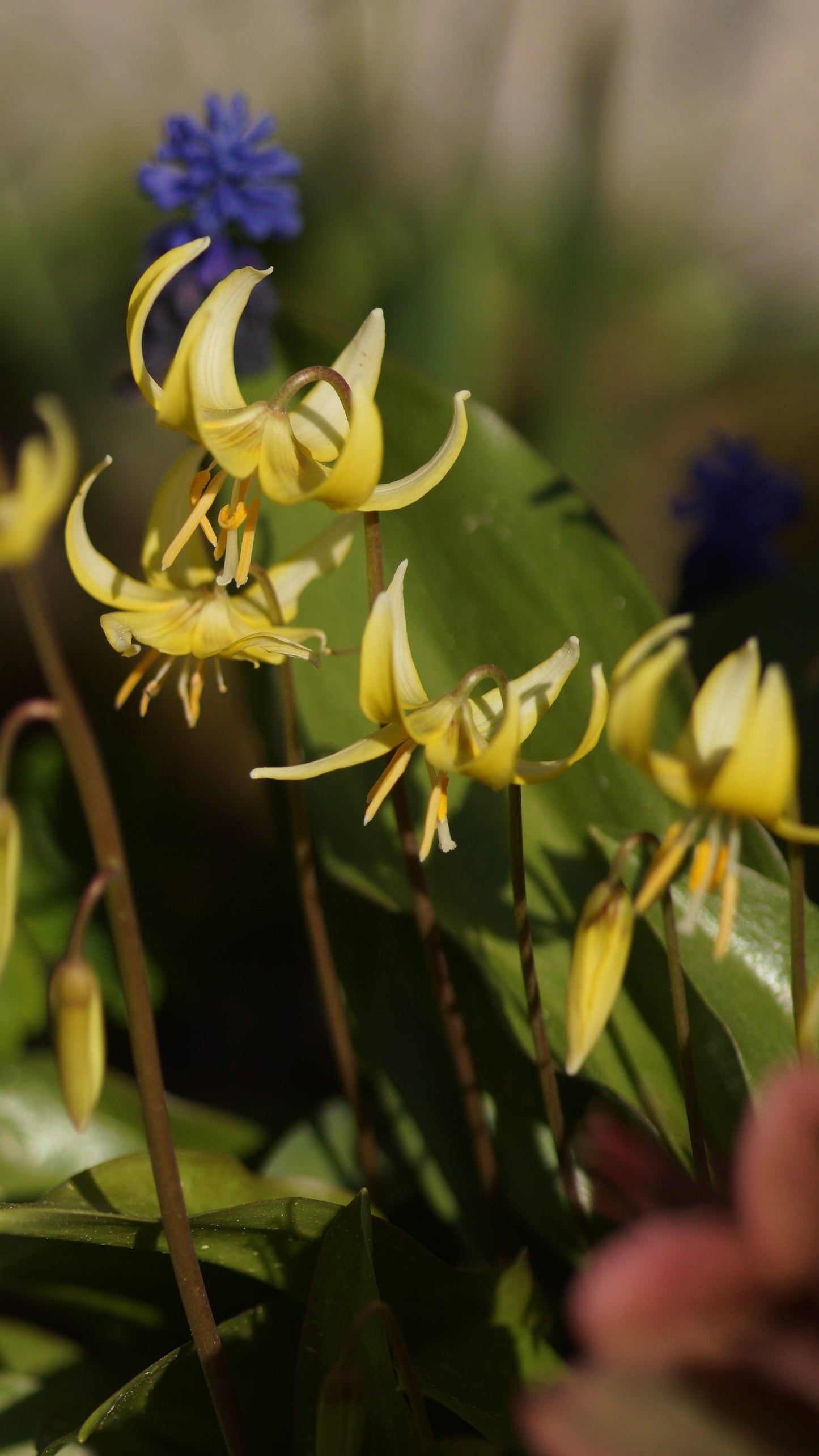 Erythronium revolutum 'Pagoda' - Hunds-Zahnlilie