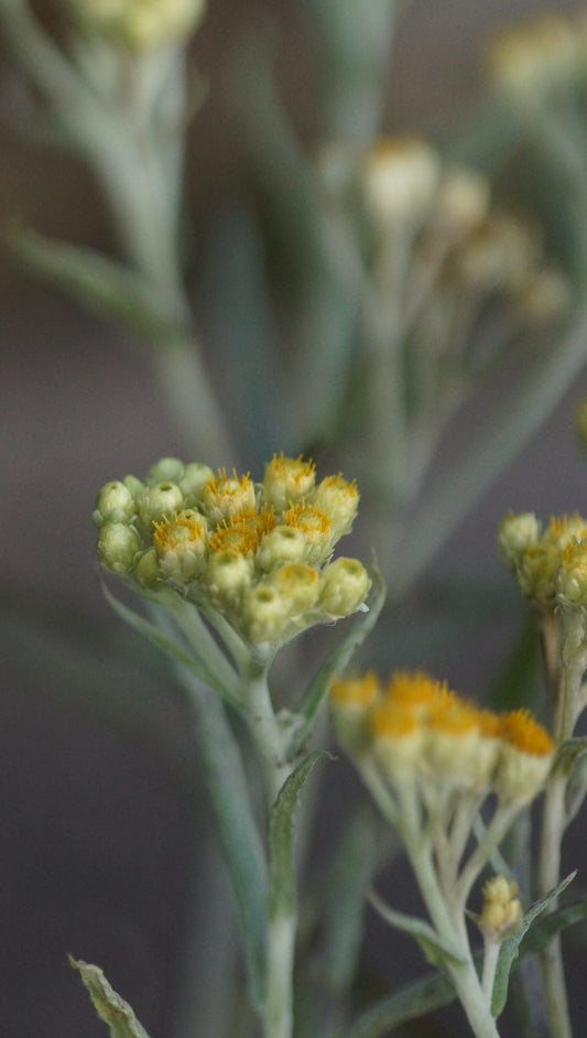 Helichrysum thianshanicum 'Schwefellicht' - Turkestan-Strohblume