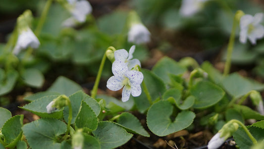 Viola sororia 'Freckles' - Pfingst-Veilchen