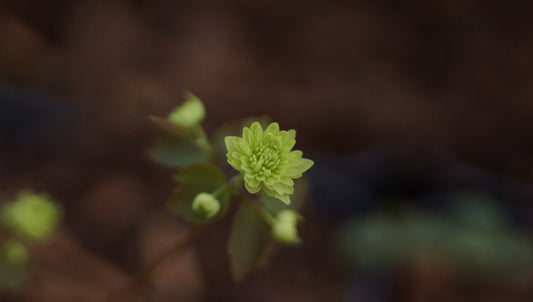 Anemonella thailctroides 'Betty Blake' - Rautenanemone