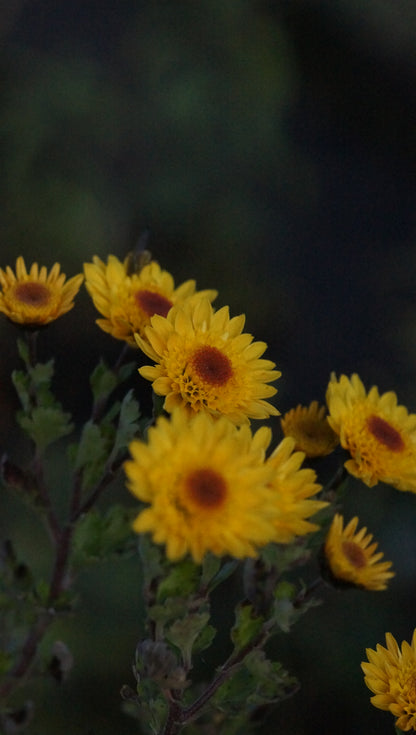 Chrysanthemum Indicum-Hybride 'Tesorino' - Herbst-Chrysantheme