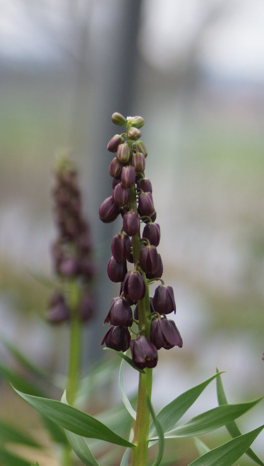 Fritillaria persica 'Purple Dynamite' - Persische Kaiserkrone