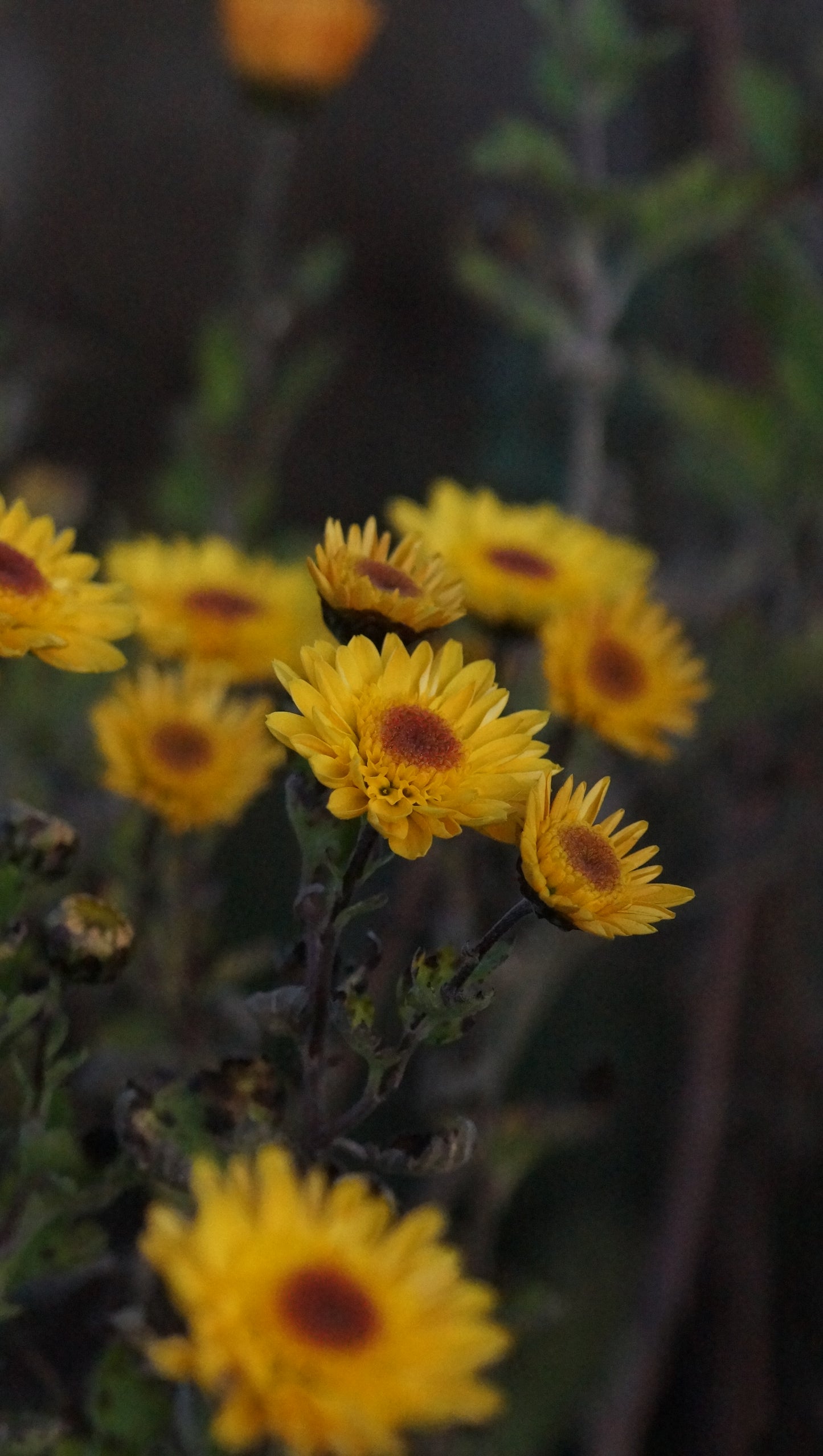 Chrysanthemum Indicum-Hybride 'Tesorino' - Herbst-Chrysantheme