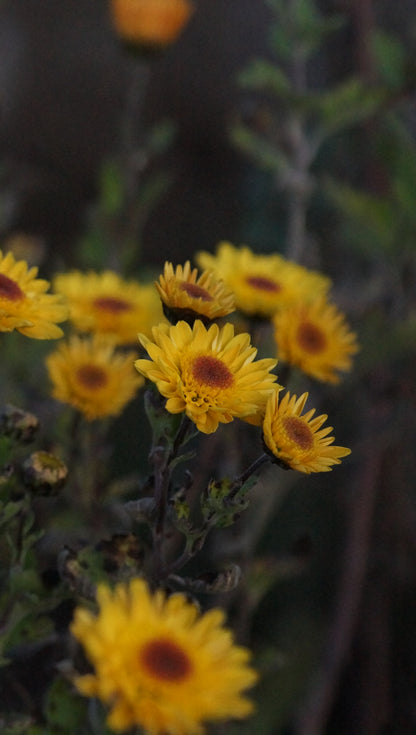 Chrysanthemum Indicum-Hybride 'Tesorino' - Herbst-Chrysantheme