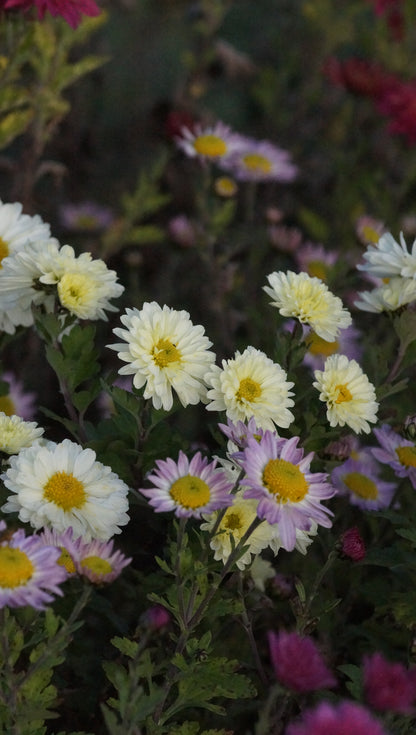 Chrysanthemum Indicum-Hybride 'Poesie' - Herbst-Chrysantheme