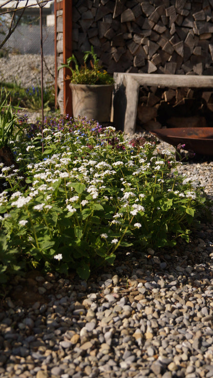 Brunnera macrophylla 'Betty Bowring' - Kaukasusvergissmeinnicht