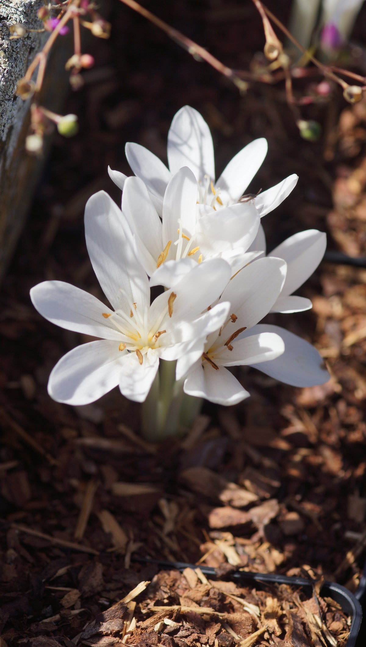 Colchicum autumnale 'Album' - Herbstzeitlose