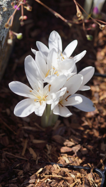 Colchicum autumnale 'Album' - Herbstzeitlose