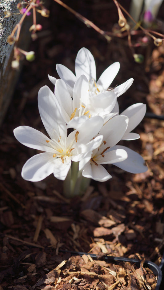 Colchicum autumnale 'Album' - Herbstzeitlose