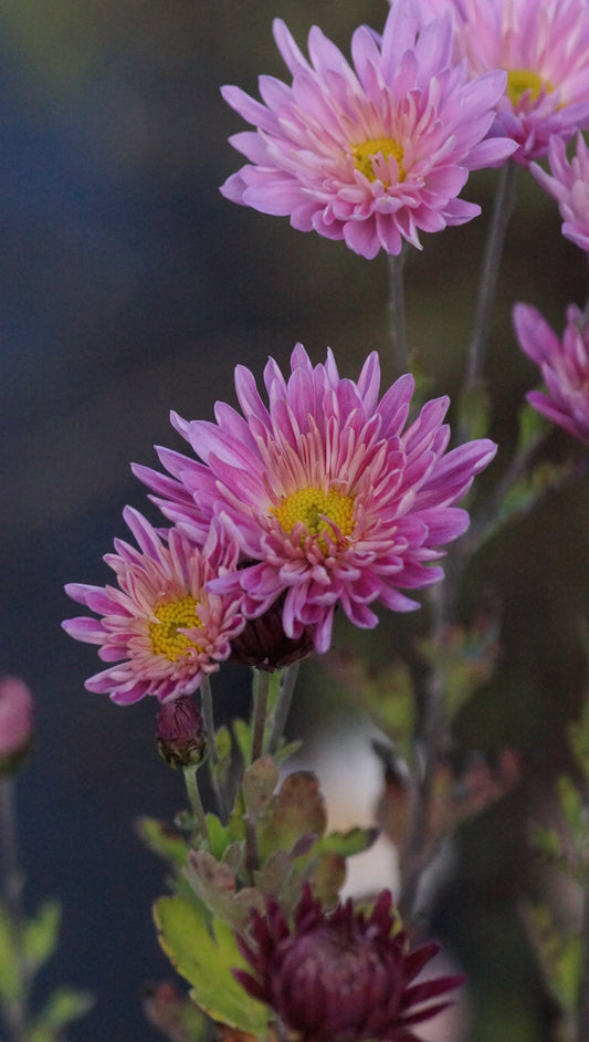 Chrysanthemum Indicum-Hybride 'Jeunesse' - Herbst-Chrysantheme