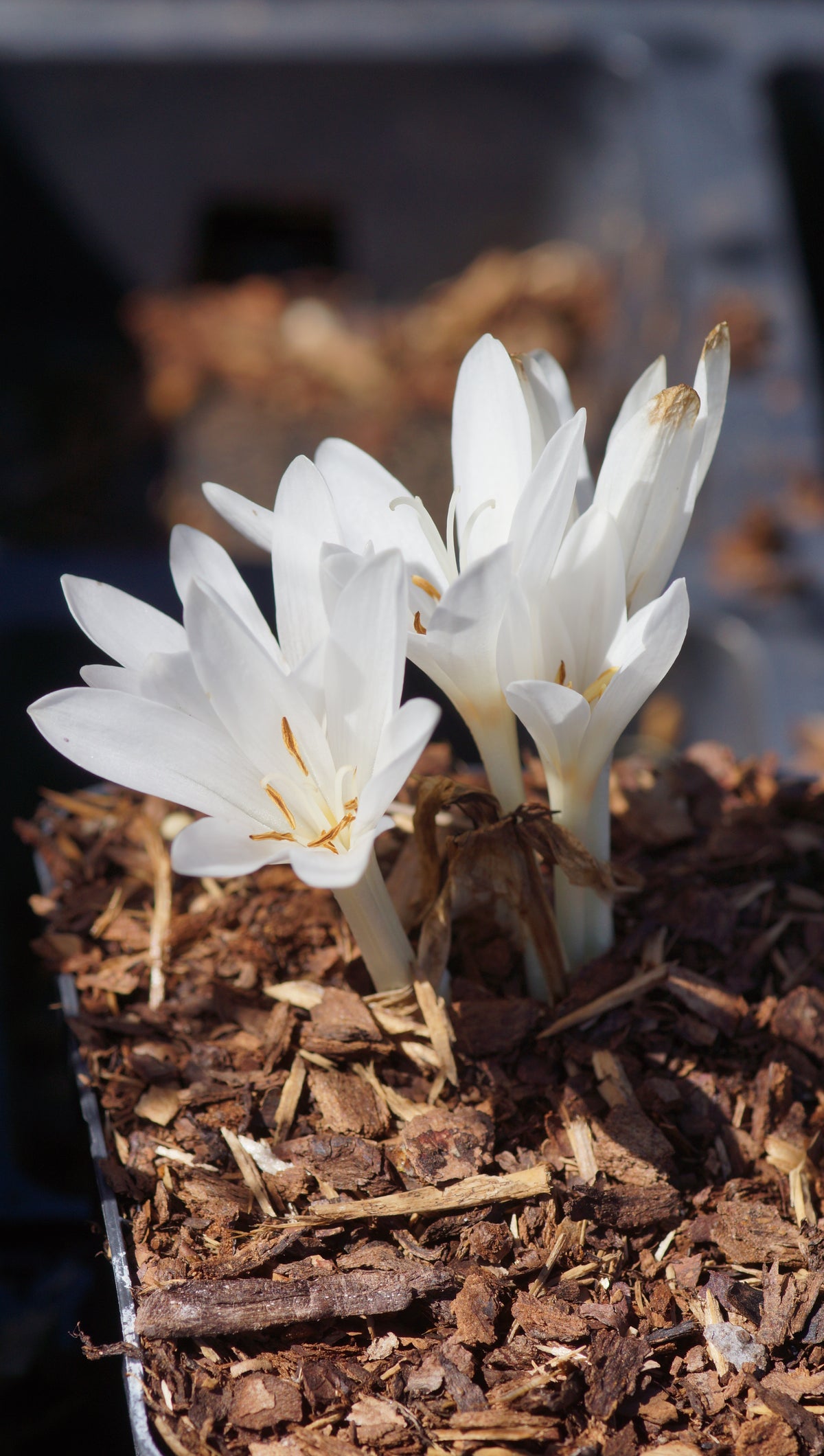 Colchicum autumnale 'Album' - Herbstzeitlose